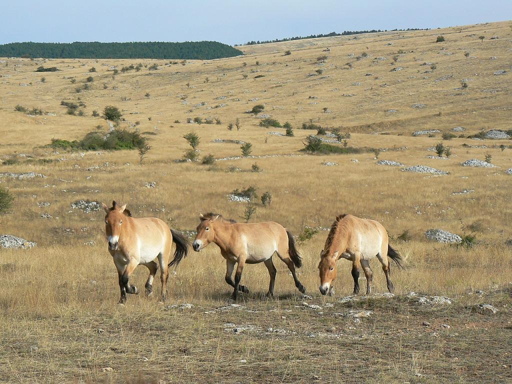 Przewalski's horses on the Causse Méjean in Lozère - CC BY-SA 3.0 - Ancalagon