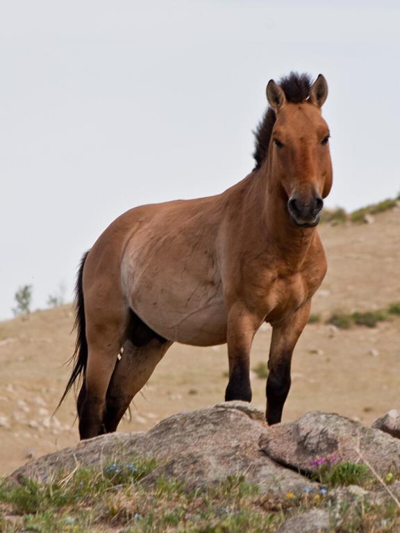  A Przewalski in Khustain (en) in Mongolia. - CC BY-SA 3.0 - Chinneeb