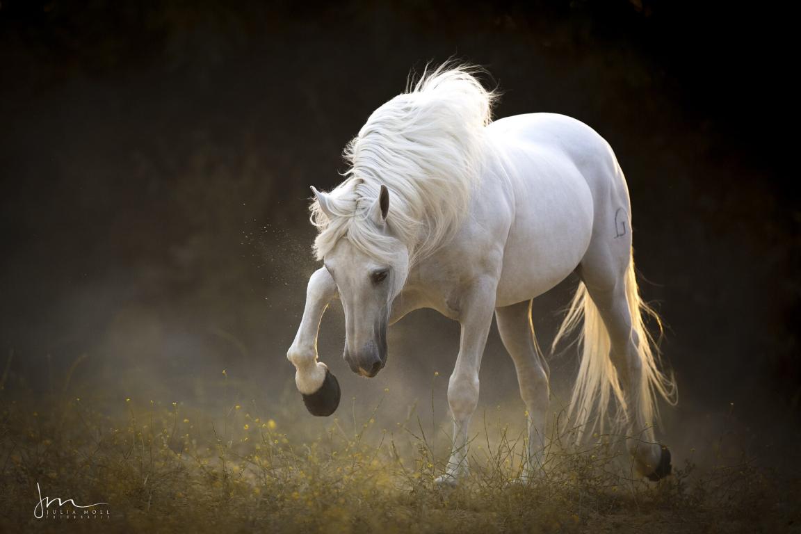 Pura Raza Española (PRE) - Andalusian horse gray - Photo :  Julia Moll