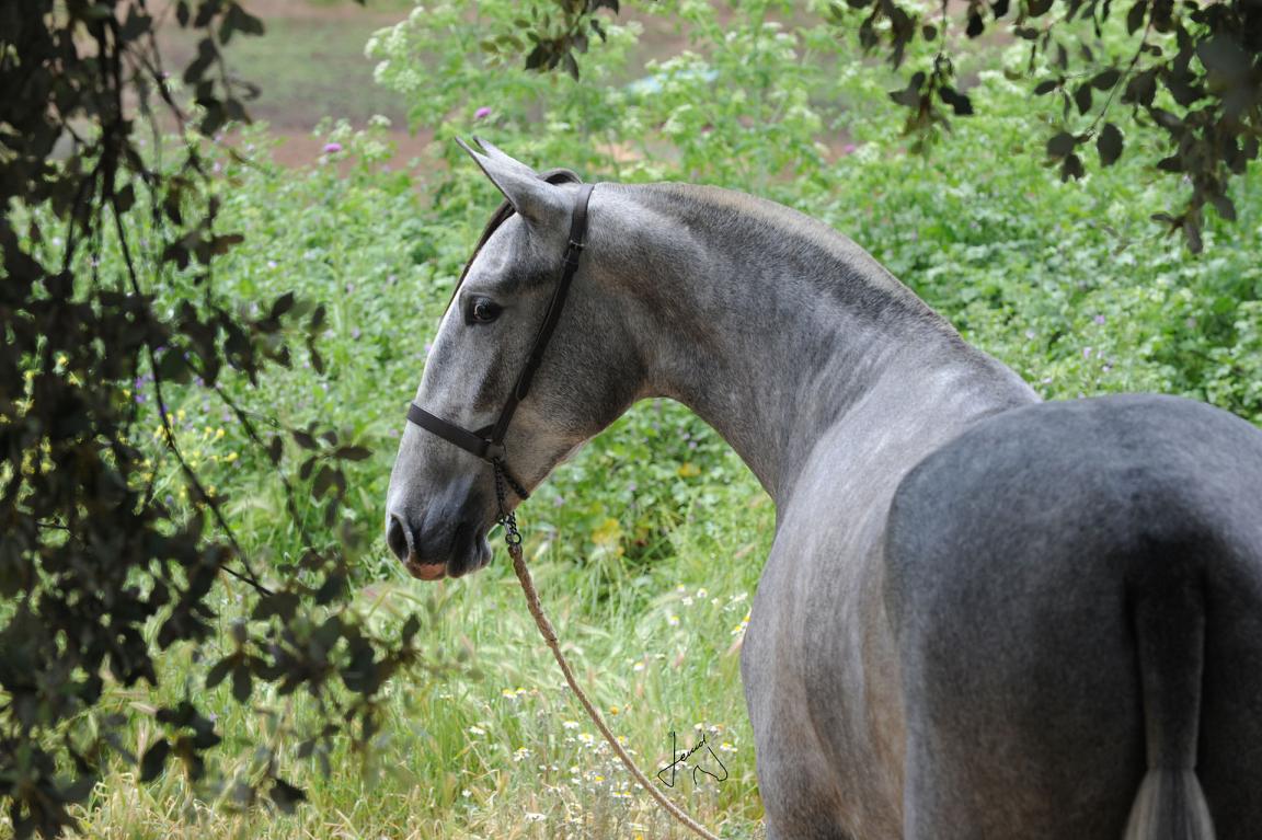 Gray PRE filly. Photo: Yeguada Alborán.