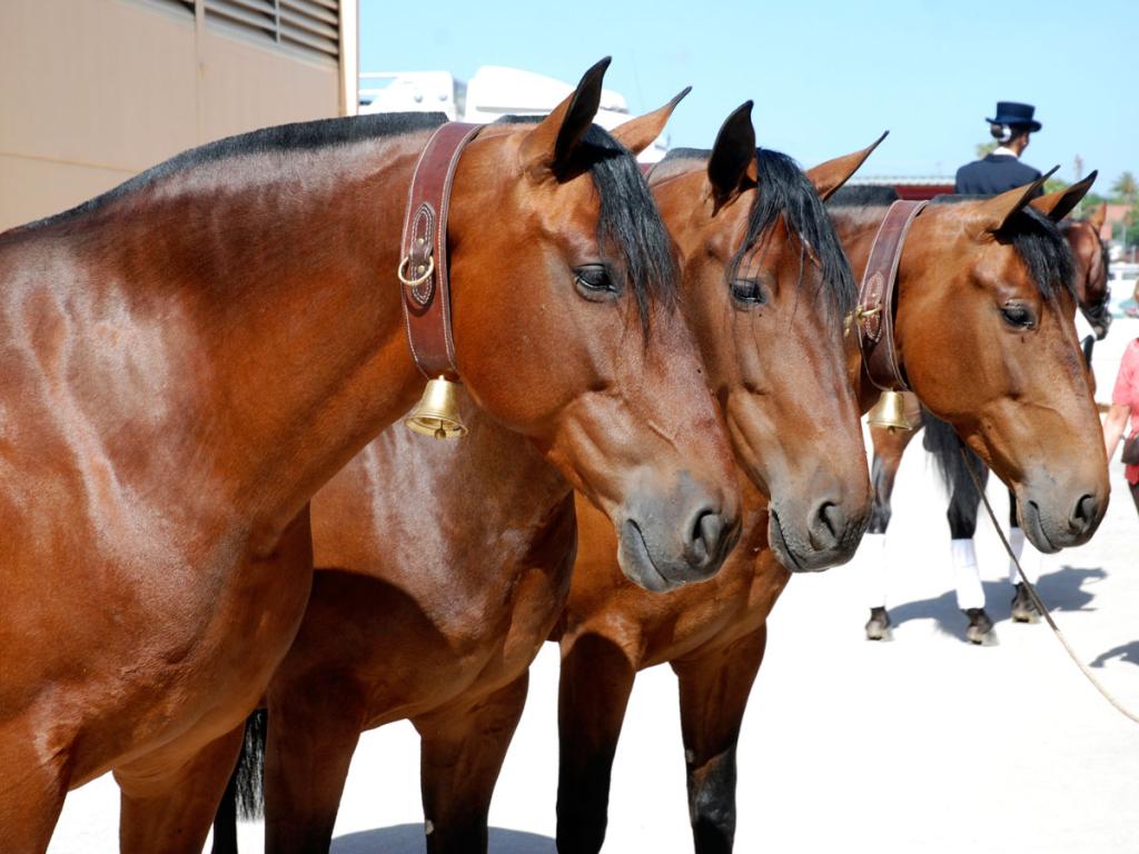 Cobra” from PRE bay mares in Valencia. - Photo: ValenciaCaballo