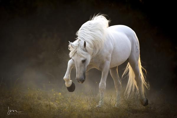 Pura Raza Española (PRE) - Andalusian horse : dressage horse ...