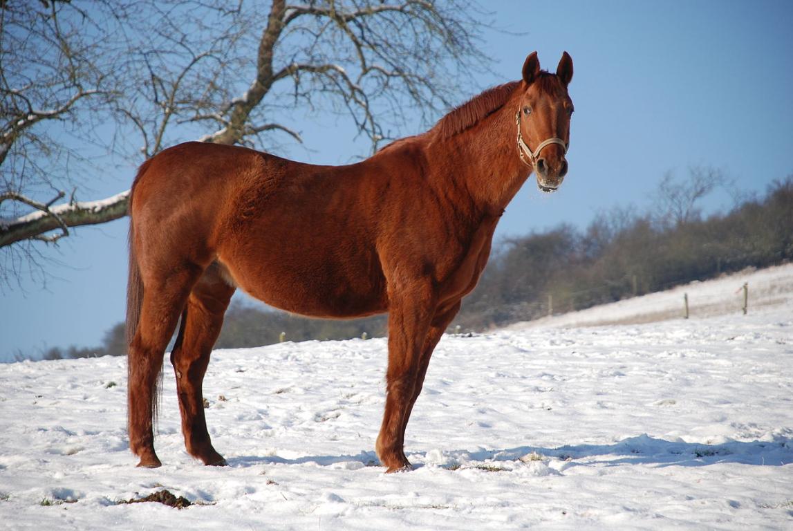 Chestnut Rhenish Warmblood a snowy meadow. - CC BY-SA 3.0 - Animal photography