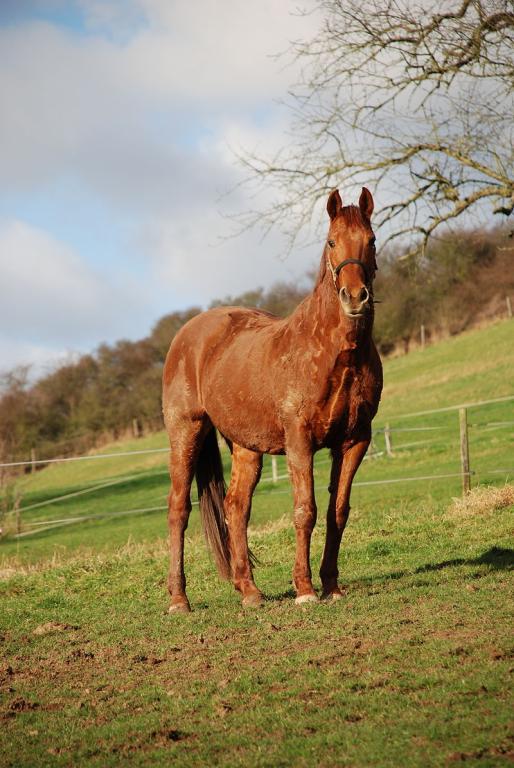 Rhenish Warmblood chestnut mare. - CC BY-SA 3.0 - Tierpfotografien