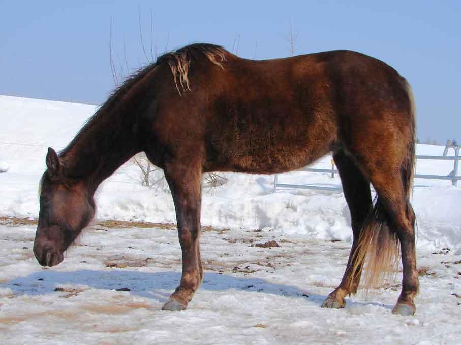 A Rocky Mountain Horse in profile. - CC BY-SA 3.0