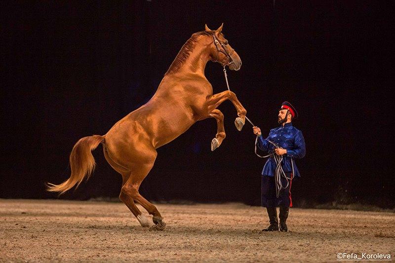 Don horse rearing up, presented in a circus performance. - CC BY-SA 4.0 - Fefa Koroleva