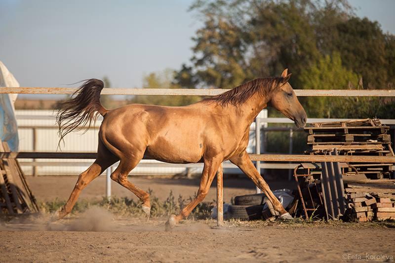 Don horse trotting, seen from the side. - CC BY-SA 4.0 - Fefa Koroleva