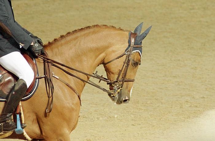 Head of the chestnut sBs Uchin van de Centaur, ridden by Kevin Staut during the Global Champions Tour in Cannes, in June 2012. - Photo: OndRond