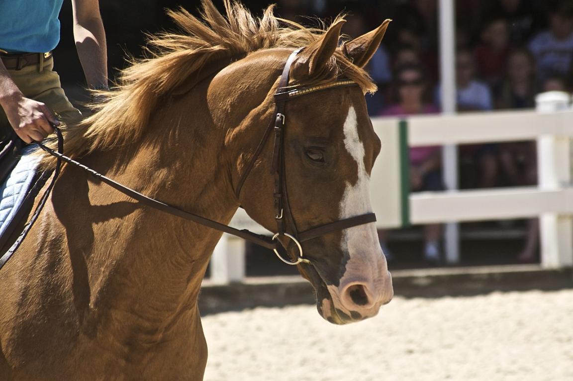 Head of a Selle Français. The influence of the Thoroughbred is noticeable in the fineness of the features and the appearance of the venous network under the skin. - CC BY 2.0 - Just Chaos (Jean)