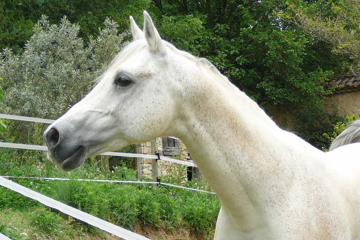 Grey stallion with a concave profile, in France. - CC BY-SA 3.0 - Véronique Mestre Gibaud (French Association of the Arabian-Shagya Horse)