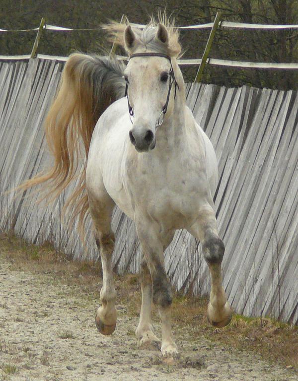 Gray Shagya stallion, front view. - CC BY-SA 3.0 - Véronique Mestre Gibaud (French Arabian-Shagya Horse Association)