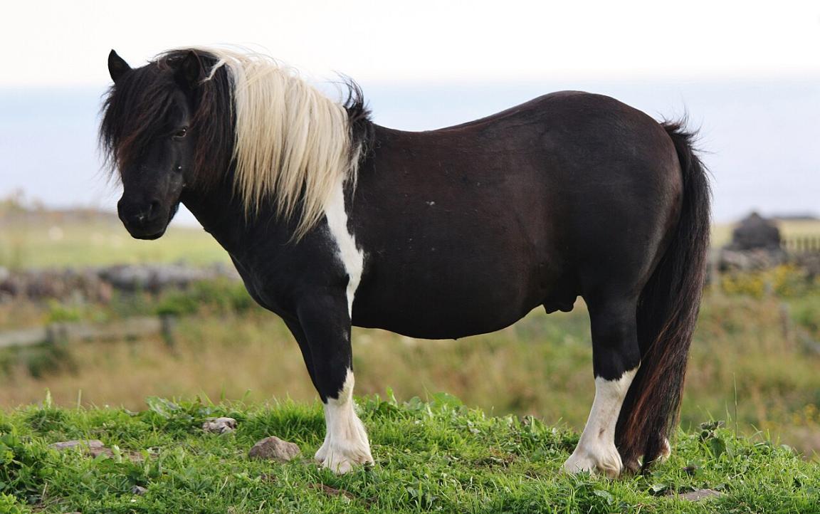 A piebald Shetland pony on the Shetland Islands. - CC BY-SA 2.0 - Photo: Ronnie Robertson