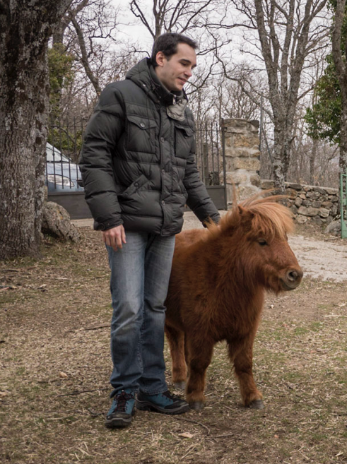 Comparison of the size of a Shetland pony and an adult human in the Sierra de Madrid. - CC BY-SA 4.0 - Photo: Ramon Ferrer