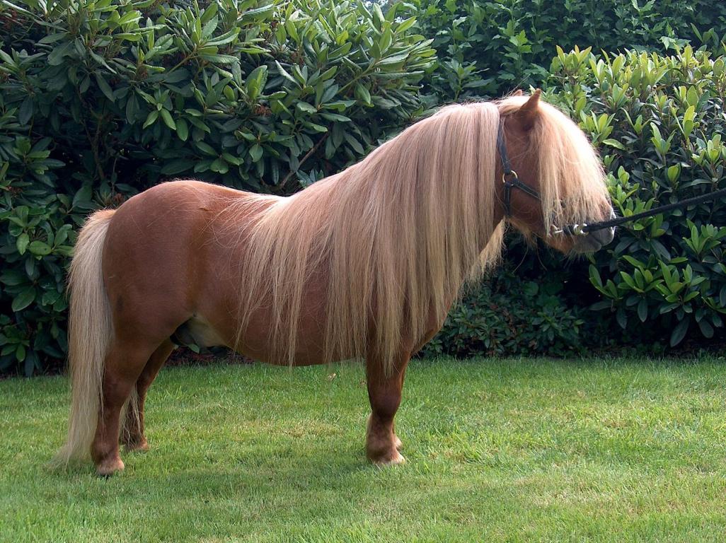  A miniature Shetland. - CC BY-SA 3.0 - Photo: Frederik De Graeve