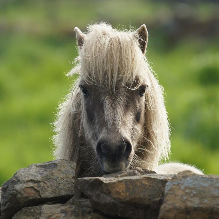 Adult Shetland, seen from the front. - CC BY-SA 2.0 - Photo: Inquisitive Shetland pony, Baltasound by Mike Pennington