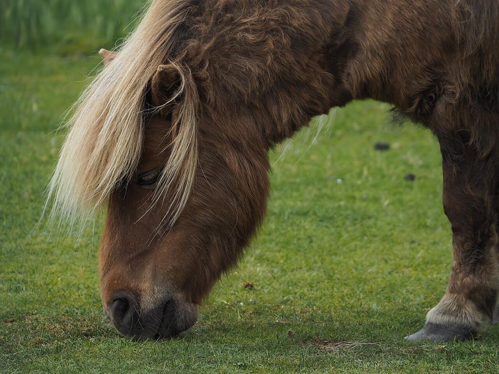 Chestnut Shetland Sheepdog with washed mane, seen from the side, grazing. - CC BY-SA 2.0 - Photo: joiseyshowaa