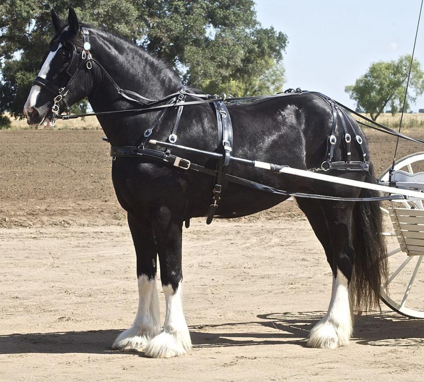 Shire harness. - Photo: Just chaos