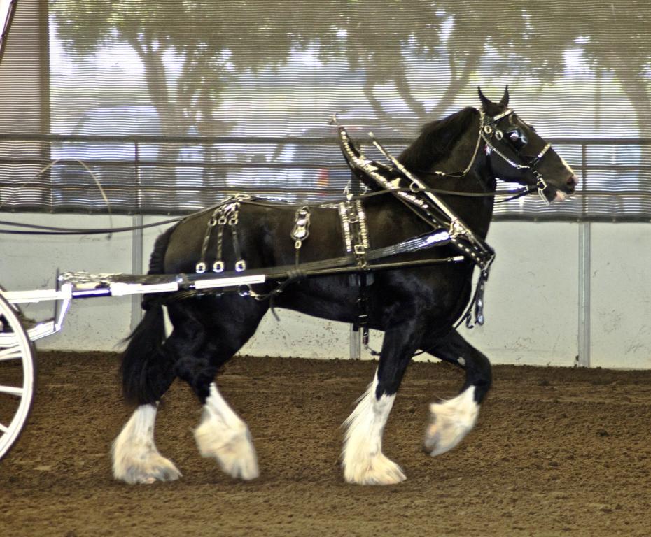 American Shire in traditional harness. - Photo: Just Chaos