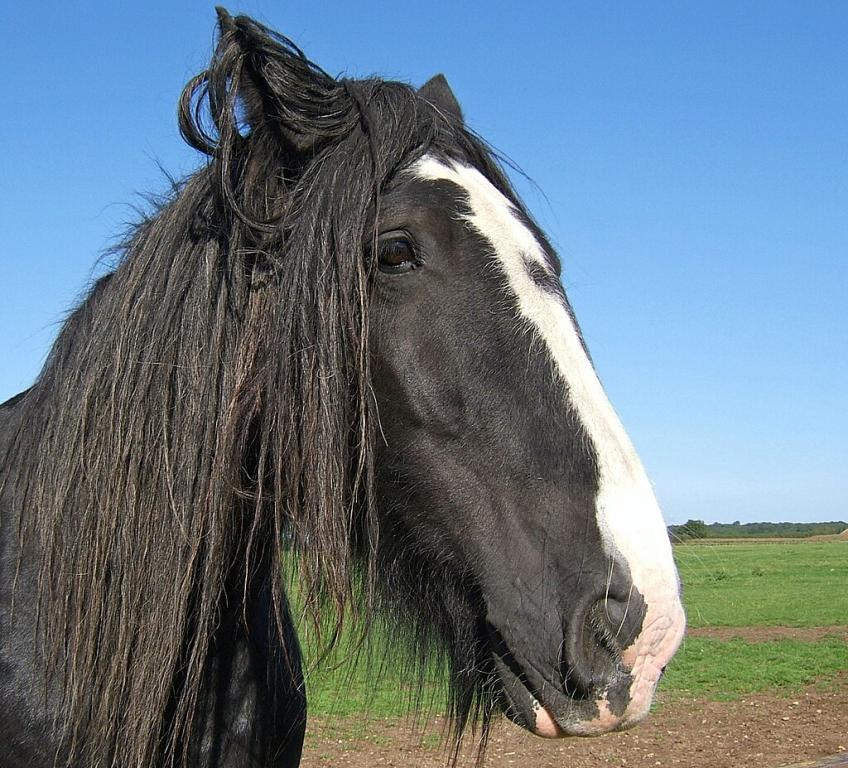  Black Shire with a white list, three-quarter view. - Photo: Squeezyboy