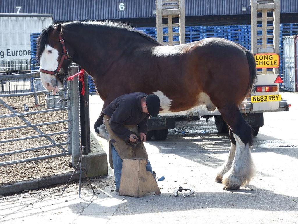  Shire, bay sabino coat with white markings on the body, at the shoeing. - Photo: Tam