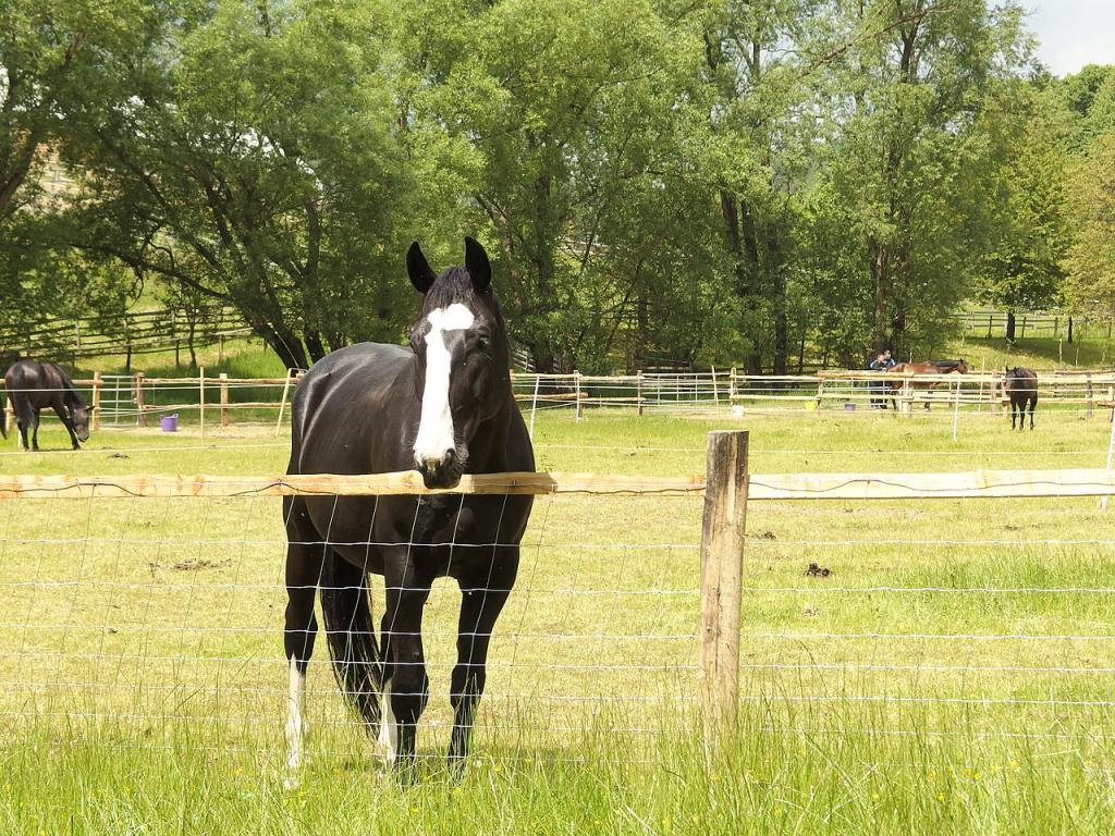 Slovenian Warmblood – Slovenski Toplokrvni Konj - - CC BY 3.0 - Michal Jakubský