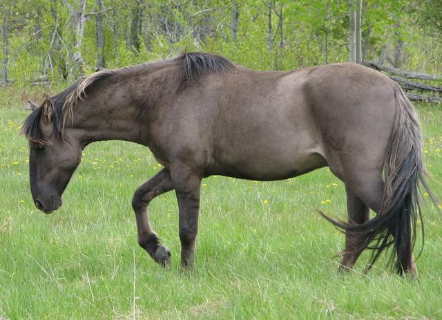 Altamiro, a purebred Sorraia stallion with a dark mouse-colored coat, born in Germany. - CC BY 3.0 - Selona