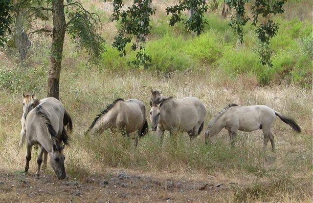 Sorraia Group in the Vale de Zebro in Portugal. - CC BY-SA 3.0 - Lynne Gerard