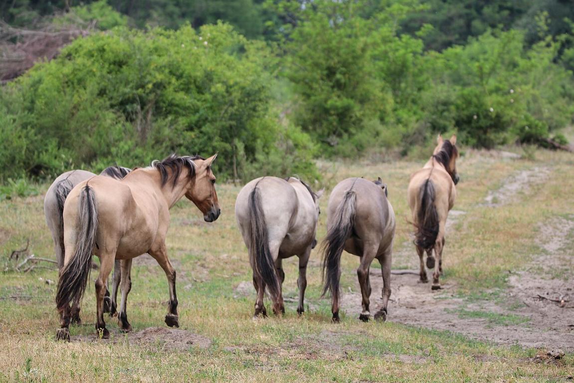 Sorraia group at the Naturschutzgebiet Döberitzer Heide, near Berlin in Germany. - CC BY-SA 4.0 - MaxHerzog