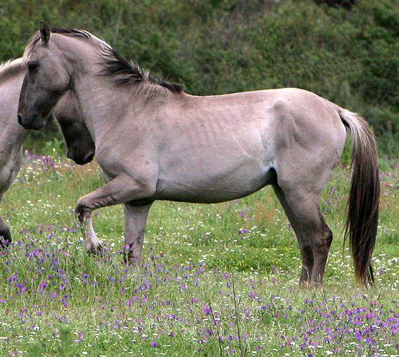 A Sorraia stallion from the Vale de Zebro, a Portuguese reserve. - CC BY 3.0 - Accordinga