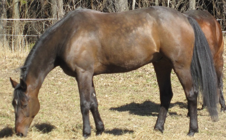 A standardbred - CC0 - Nimloth250