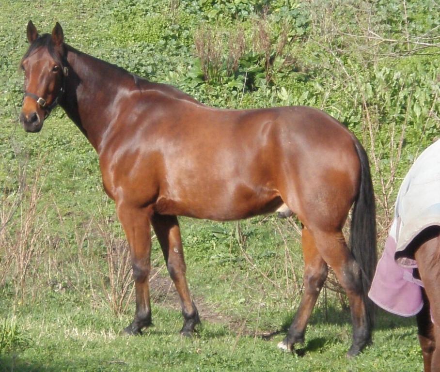  The Standardbred is heavier and more heavily built than the Thoroughbred, but it still displays qualities and refinement. - CC BY 3.0 - Izzypie Isabella Marks