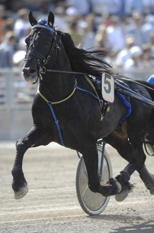 Swedish Trotter - CC BY 3.0 - Thomas Blomqvist / Kanal 75