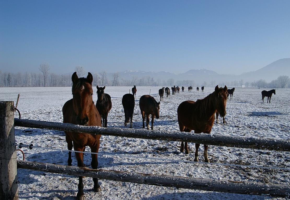 Young Swiss Warmblood horses in the Rhine Valley - CC BY-SA 2.5 - Böhringer Friedrich