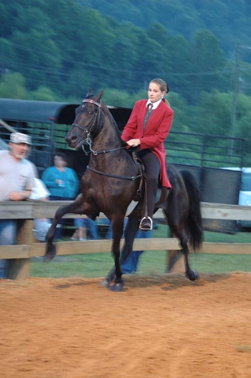 Tennessee Walker performing the running walk - CC BY 2.0 - DanDee Shots