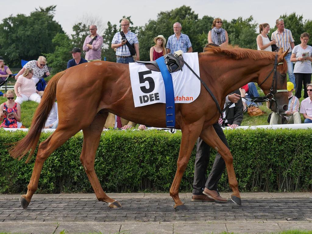 Chestnut thoroughbred, in model. Photo: Kassandro