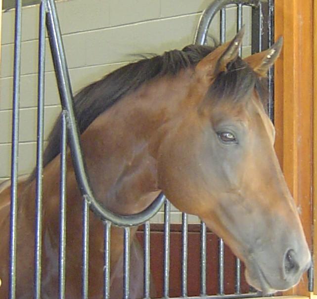Thoroughbreds have a fine, well-cut head. Pictured: Champion Rock of Gibraltar. Photo: Avocado kebab