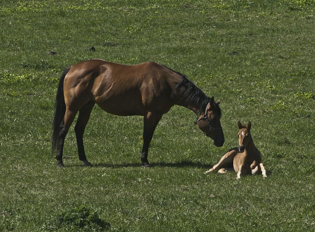 Thoroughbred broodmare and foal. Photo: Just chaos