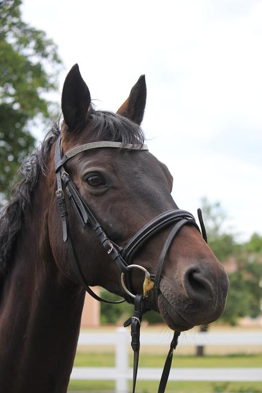 A Trakehner's head is noble because it is bred as a purebred. - Melina Ziegler