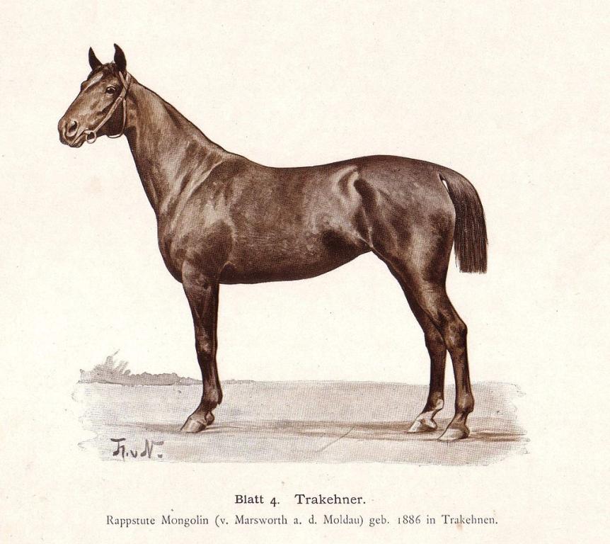 Drawing of a Trakehner mare born in 1886 in Trakehnen - Thomas von Nathusius († 18 August 1904)