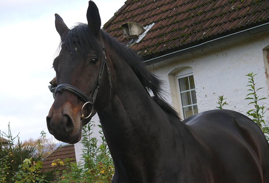 Head of a Trakehner. - Kathleen Conklin