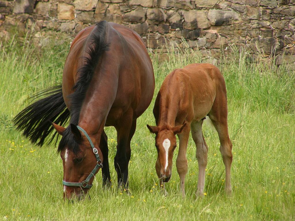 Trakehner mare and her foal. - Kathleen Conklin