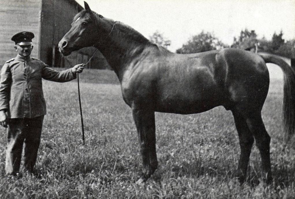 Trakehner horse in 1927