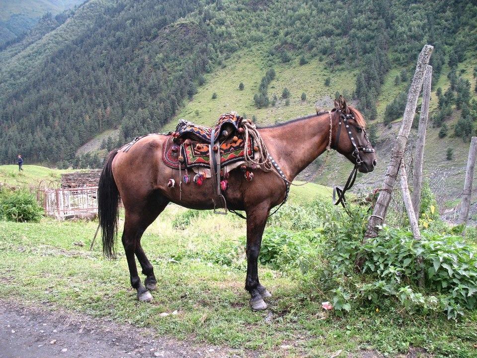 Touching horse in Tusheti - CC BY 2.0 - Lidia Ilona
