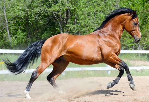 Ukrainian Riding Horse - CC BY-SA 4.0 - Shr3000