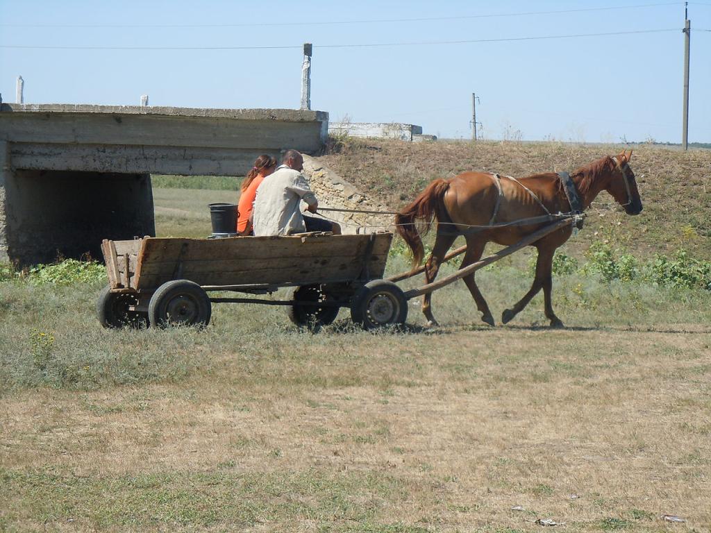 Saddle horse in light traction in Demydove, Odessa Oblast. - CC BY-SA 4.0 - Sofia Kvach