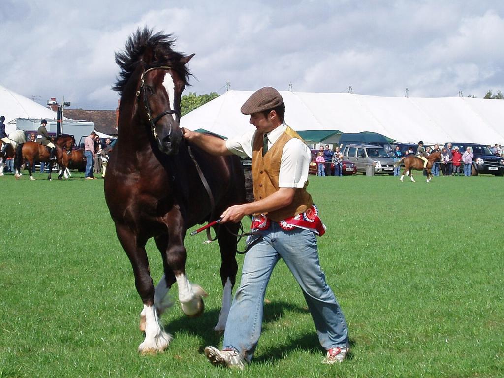  Welsh cob presented at a British show in hand, in 2008. - Photo: Amanda Slater