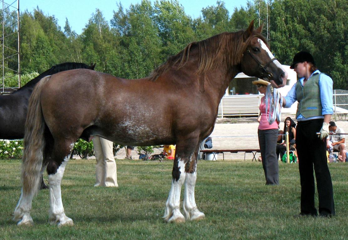 14 year old sabino chestnut Welsh cob, model.