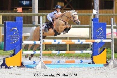 Welsh B in show jumping - CC BY-SA 4.0 - Photo: Breeding of maika