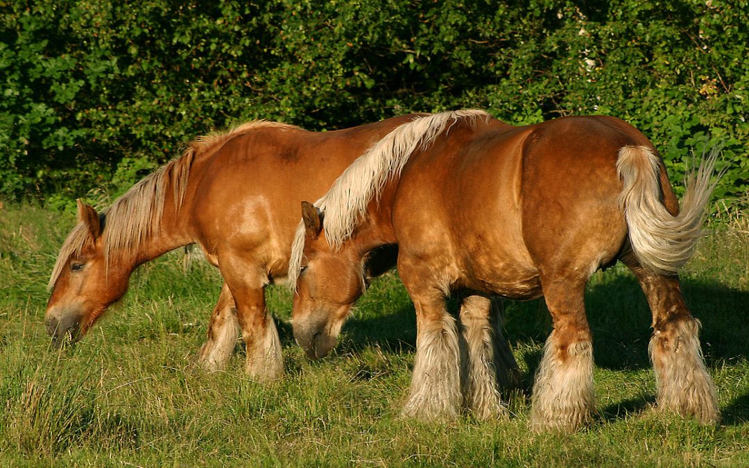 Photographie cheval : race Jutland