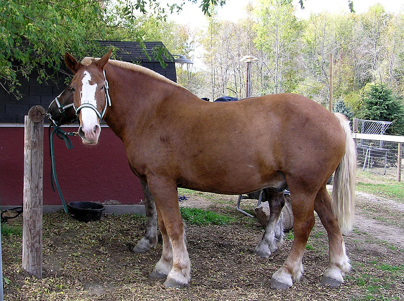 Photographie Cheval : race Belge de trait